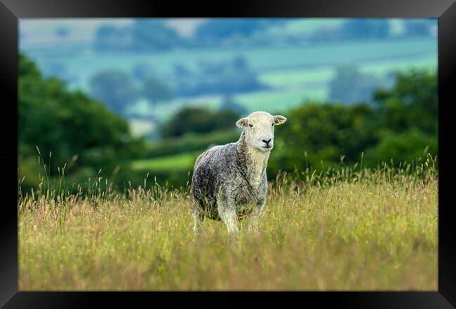Herdwick Sheep - Portrait. Framed Print by Colin Allen