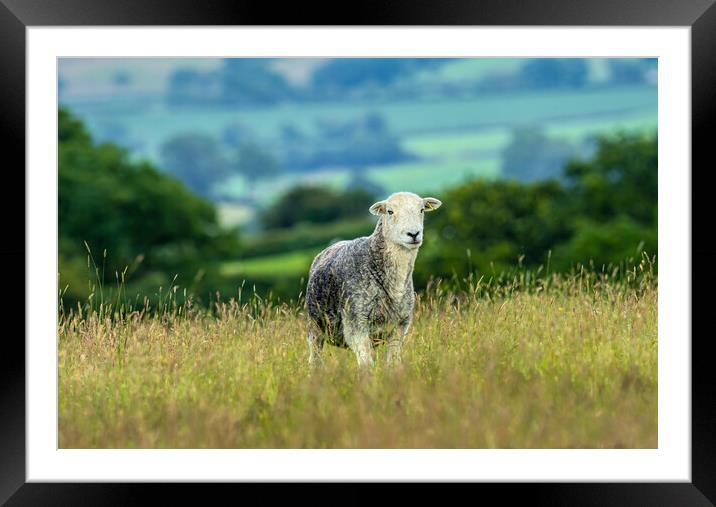 Herdwick Sheep - Portrait. Framed Mounted Print by Colin Allen