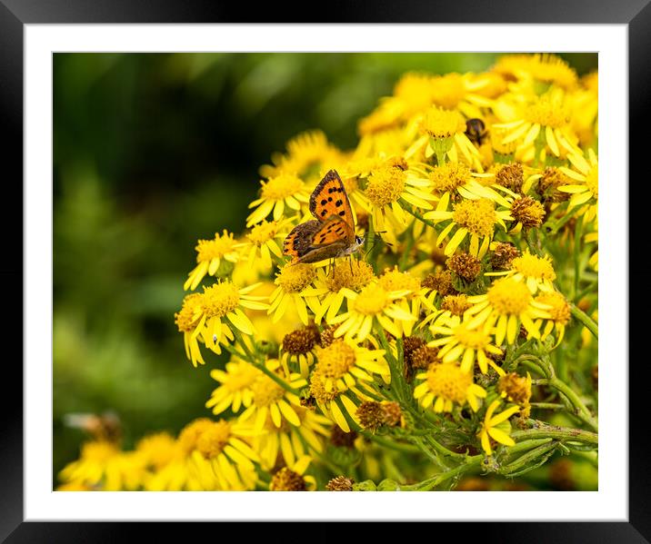 Small Copper Butterfly Framed Mounted Print by Colin Allen