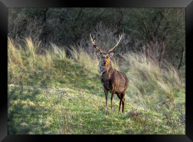 Sika Deer Stag. Framed Print by Colin Allen