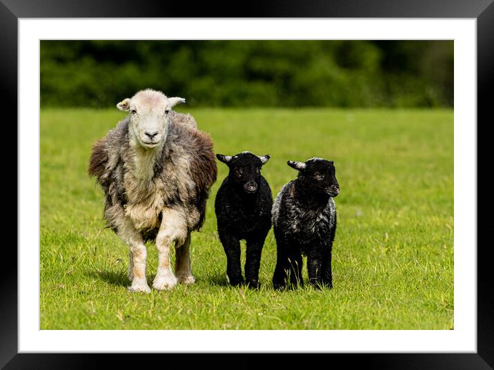 Heartmelting Love of Herdwick Sheep Framed Mounted Print by Colin Allen
