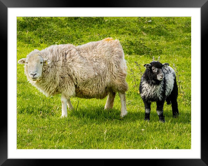 Herdwick Sheep - Mother and Lamb. Framed Mounted Print by Colin Allen
