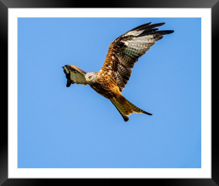 Red Kite in Flight. Framed Mounted Print by Colin Allen