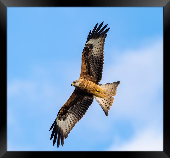 Red Kite in Flight. Framed Print by Colin Allen