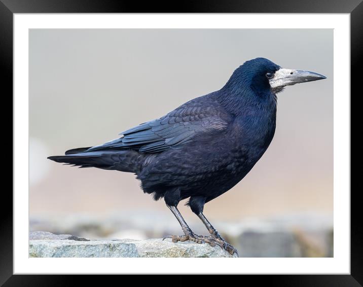 The Rook at Newgale on Coastal Wall. Framed Mounted Print by Colin Allen