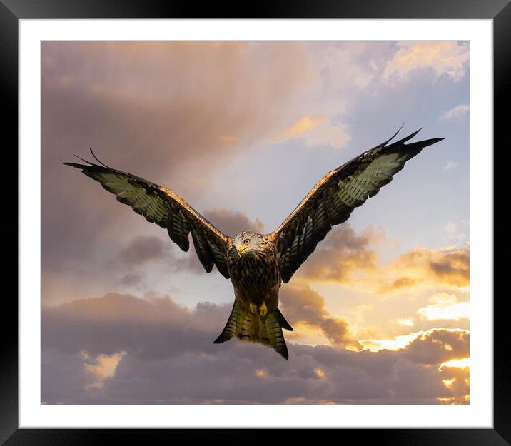 Red Kite in Flight. Framed Mounted Print by Colin Allen