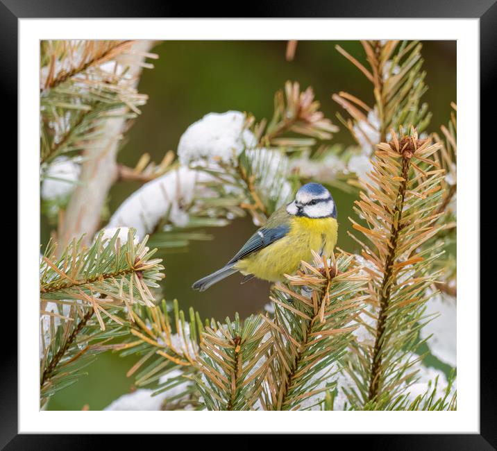 Winter Wonderland A Colourful Blue Tit in the Snow Framed Mounted Print by Colin Allen