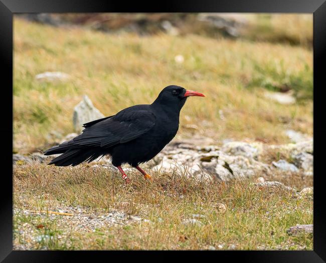 Majestic Chough on a Coastal Adventure Framed Print by Colin Allen