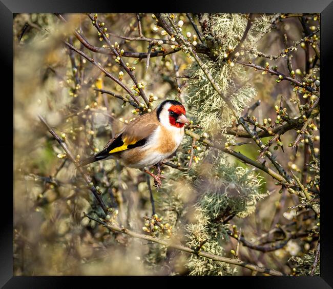 The Beautiful Goldfinch.   Framed Print by Colin Allen