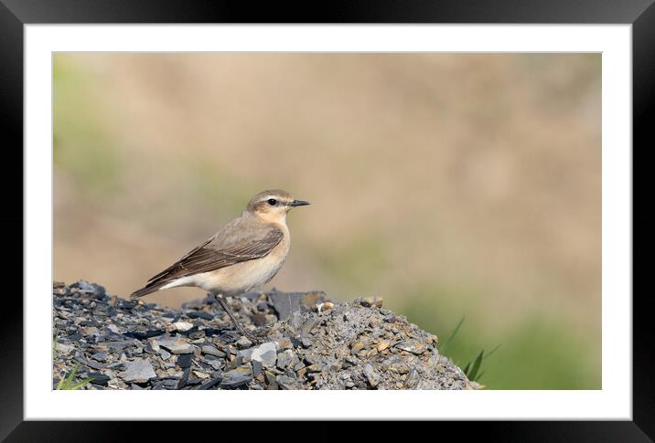 The Vibrant Wheatear Framed Mounted Print by Colin Allen