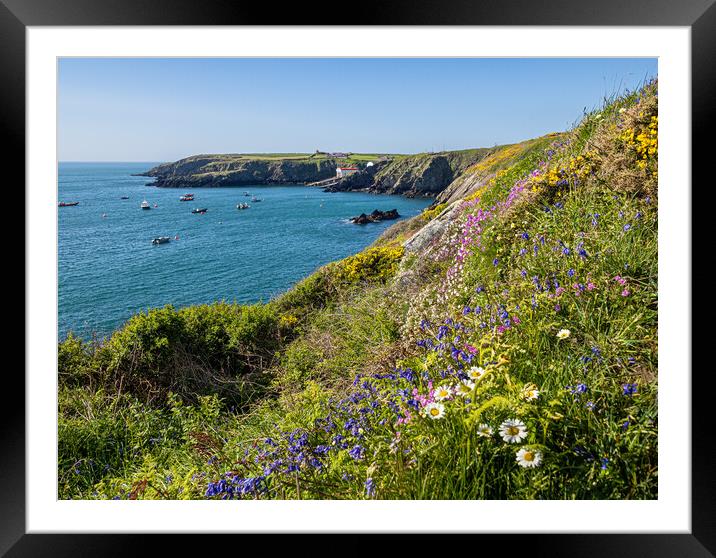Flowers on the Cliffs of St Justinian's, Wales. Framed Mounted Print by Colin Allen