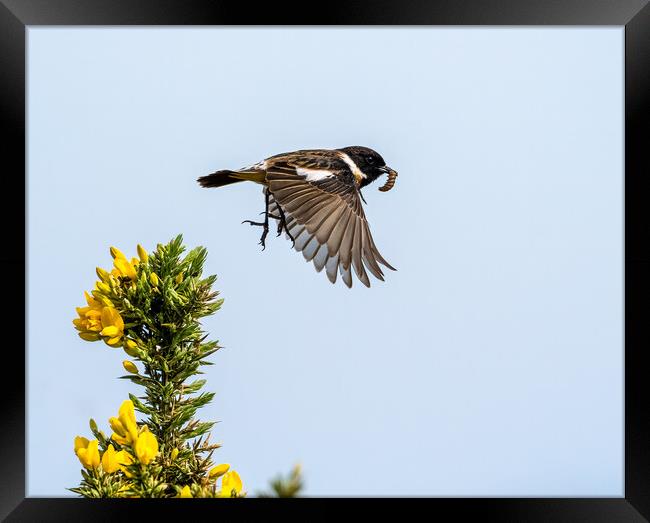 Stonechat Flying to Feed Young.  Framed Print by Colin Allen