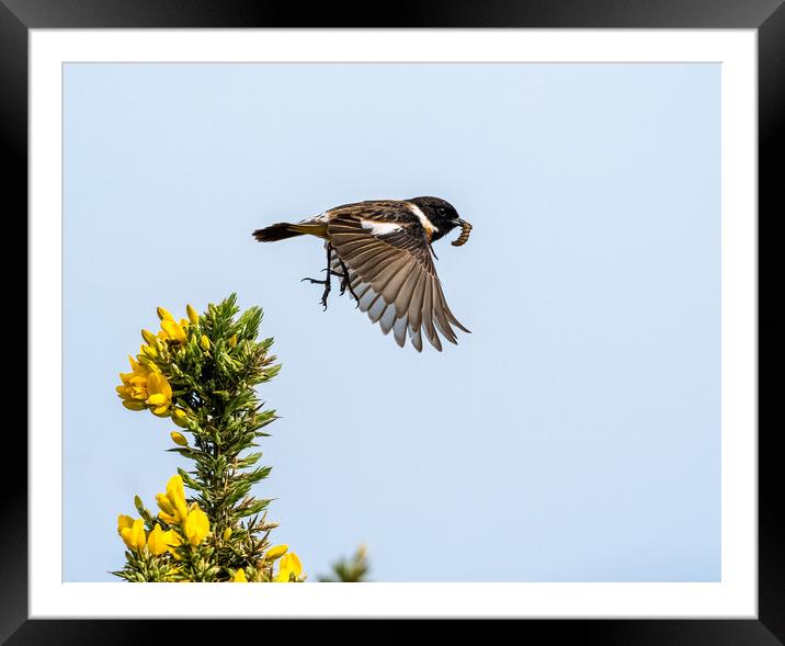 Stonechat Flying to Feed Young.  Framed Mounted Print by Colin Allen