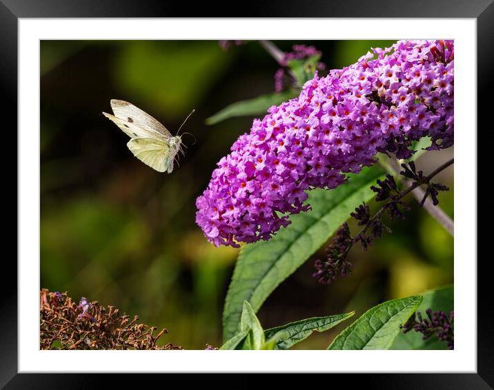 Small White Butterfly in Flight. Framed Mounted Print by Colin Allen