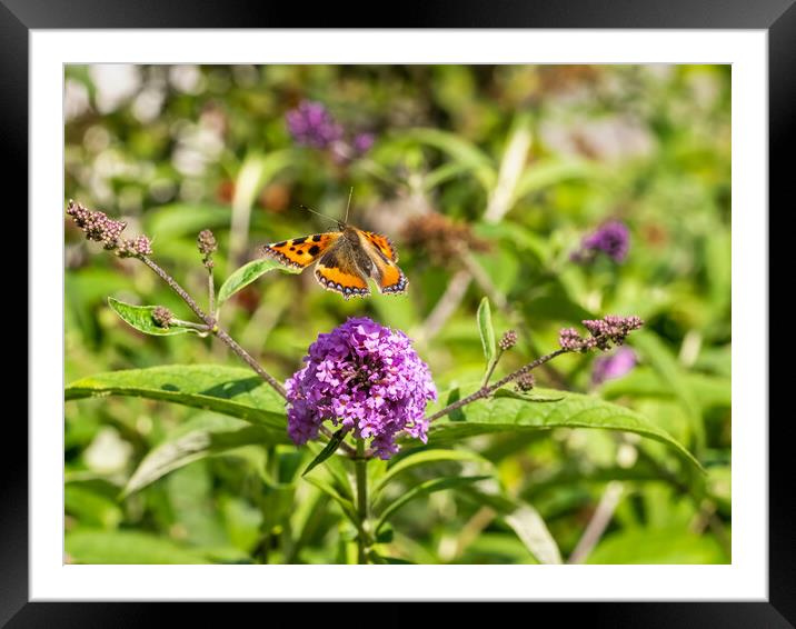 Small Tortoiseshell in Flight Framed Mounted Print by Colin Allen