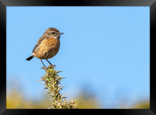  Vibrant Stonechat  Framed Print by Colin Allen