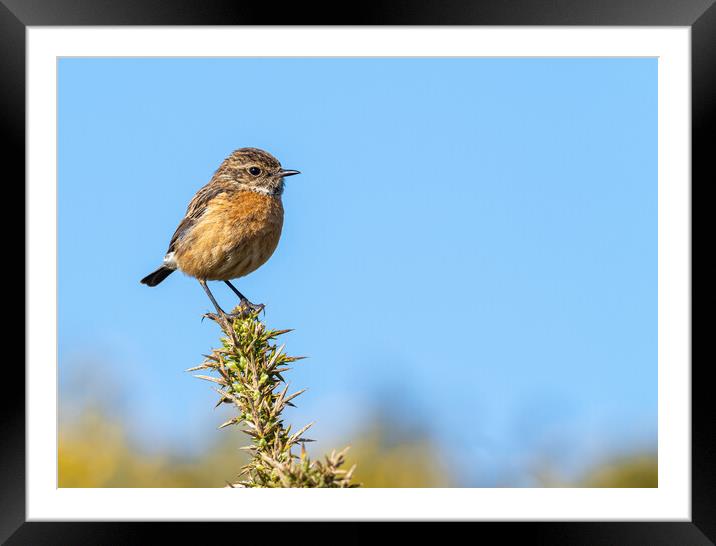  Vibrant Stonechat  Framed Mounted Print by Colin Allen