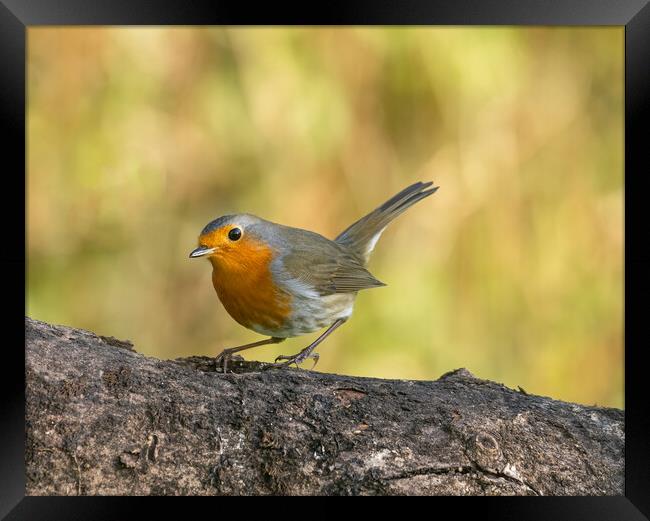 Robin  Framed Print by Colin Allen