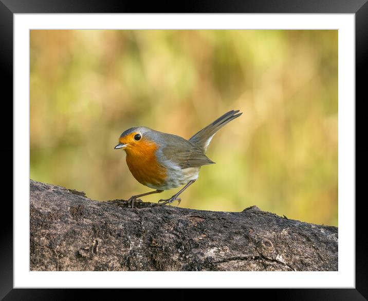 Robin  Framed Mounted Print by Colin Allen