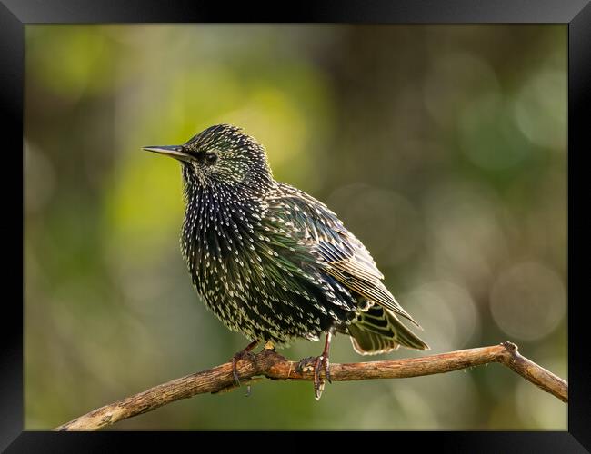 Starling Framed Print by Colin Allen