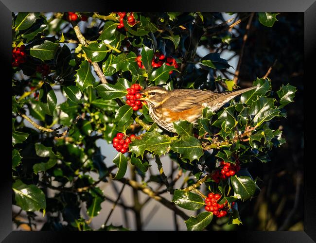 Redwing Enjoying Holly Berries. Framed Print by Colin Allen