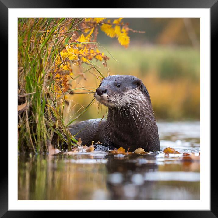 Otter in Autumn. Framed Mounted Print by Colin Allen