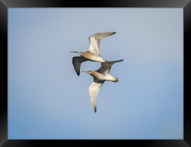 Curlews in Flight. Framed Print by Colin Allen