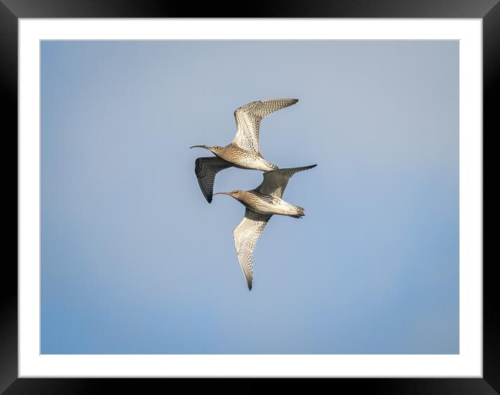 Curlews in Flight. Framed Mounted Print by Colin Allen