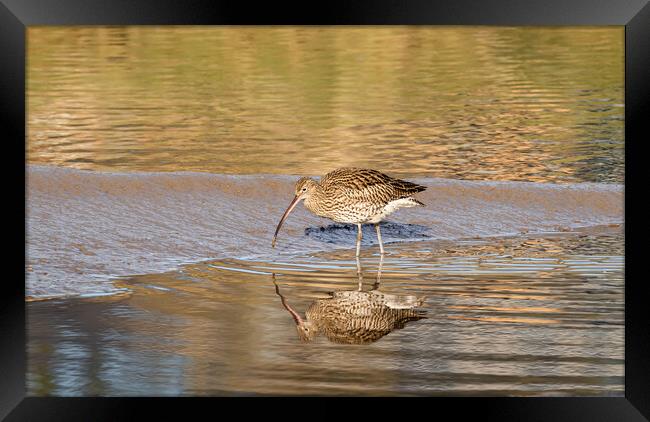 Curlew in Golden Sunlight. Framed Print by Colin Allen