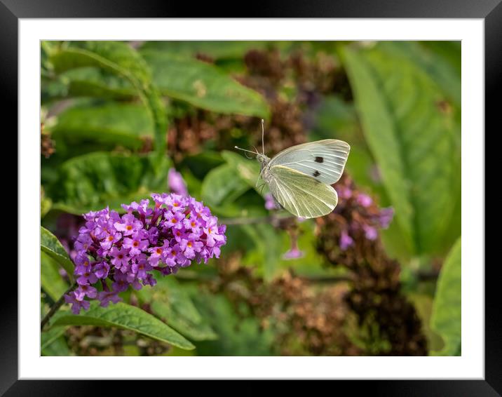 Large White Butterfly in Flight Framed Mounted Print by Colin Allen