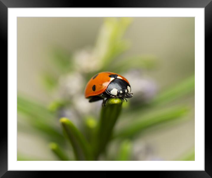 The Seven Spot Ladybird. Framed Mounted Print by Colin Allen