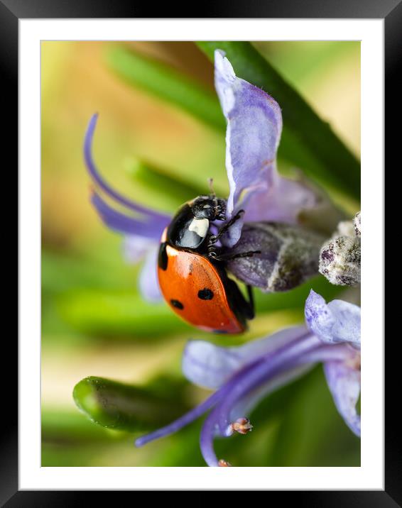 The Seven Spot Ladybird. Framed Mounted Print by Colin Allen