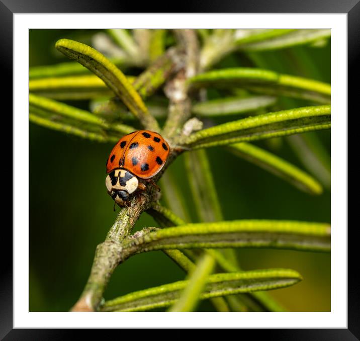 The Eighteen Spotted Ladybird. Framed Mounted Print by Colin Allen