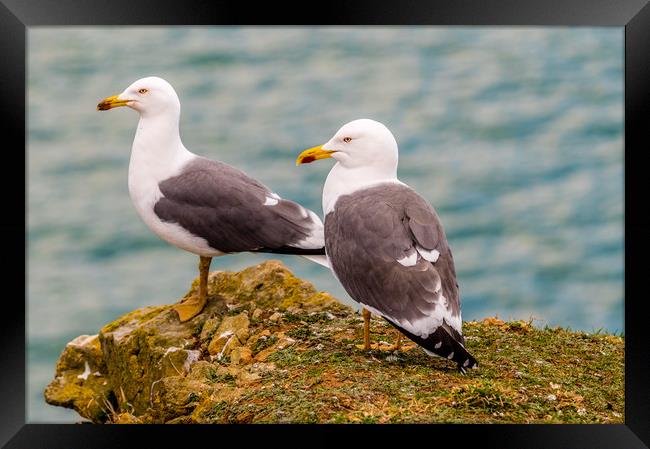 A Pair of Lesser Black Backed Gulls Framed Print by Colin Allen