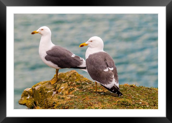 A Pair of Lesser Black Backed Gulls Framed Mounted Print by Colin Allen