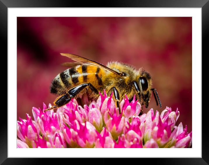Honey Bee at Work Framed Mounted Print by Colin Allen