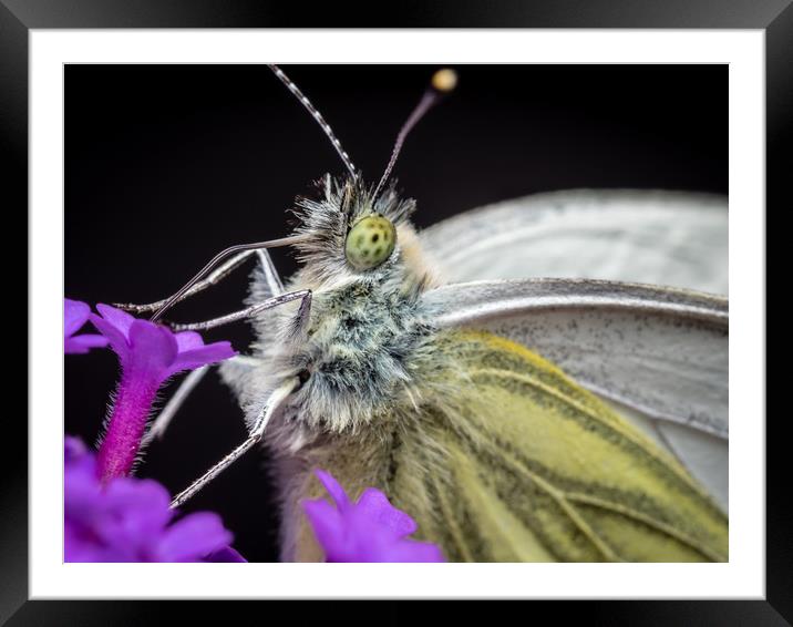 The Eye of the Green-Veined Butterfly Framed Mounted Print by Colin Allen