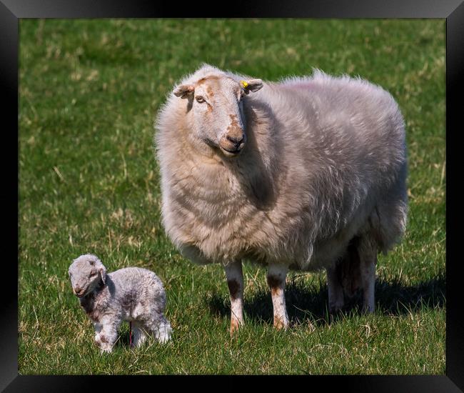 The New Arrival. A Newly Born Lamb on Anglesey. Framed Print by Colin Allen