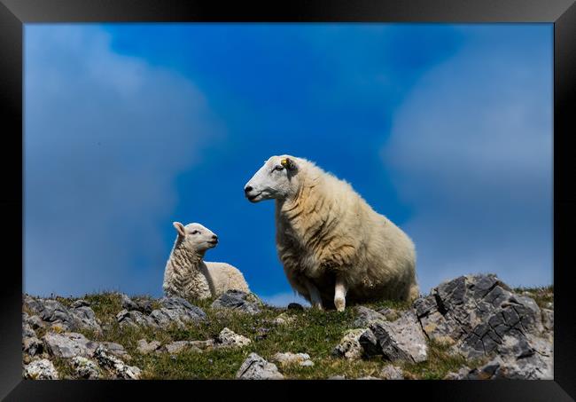 Sheep - Mother and Baby Lamb. Framed Print by Colin Allen
