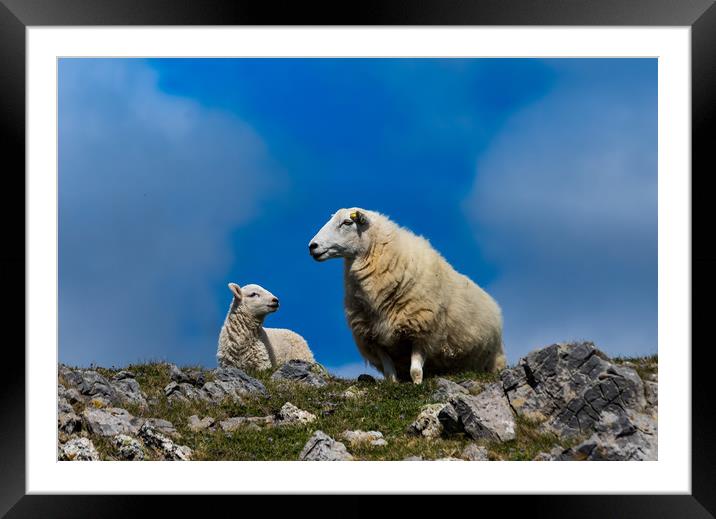 Sheep - Mother and Baby Lamb. Framed Mounted Print by Colin Allen
