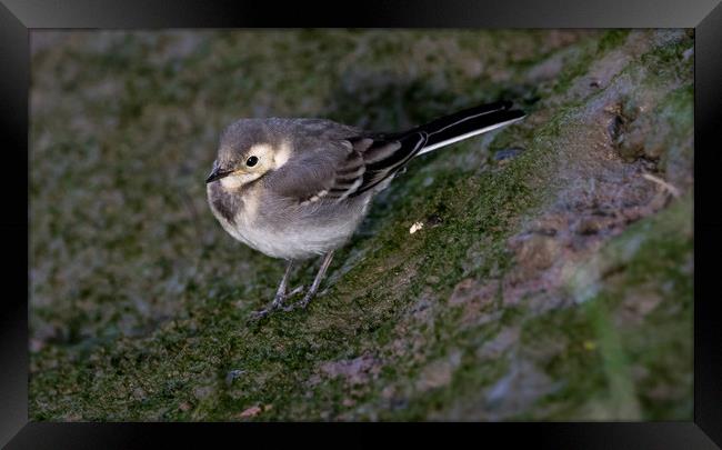  Young  Pied Wagtail Framed Print by Colin Allen