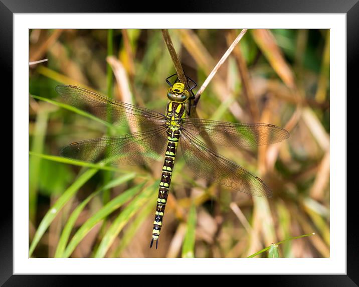 Southern Hawker Dragonfly Framed Mounted Print by Colin Allen