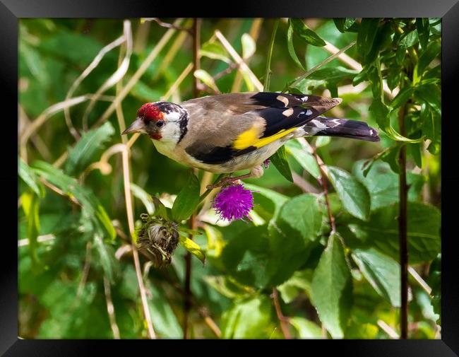 Goldfinch Feeding on Seeds. Framed Print by Colin Allen