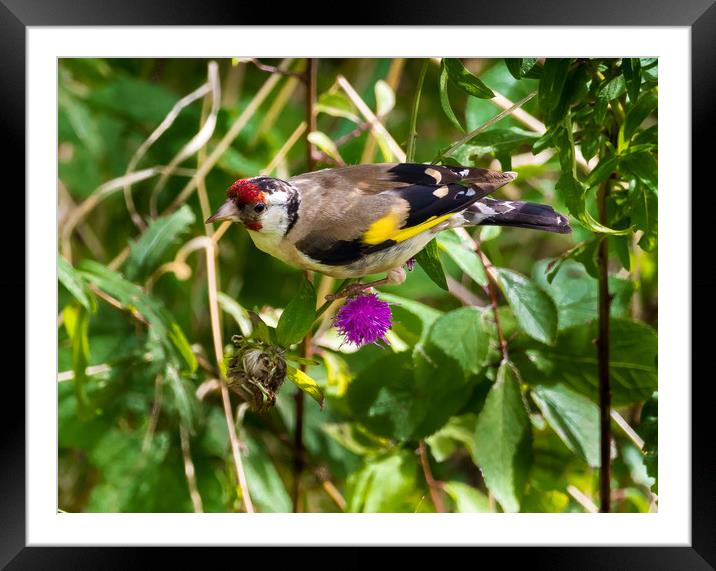 Goldfinch Feeding on Seeds. Framed Mounted Print by Colin Allen