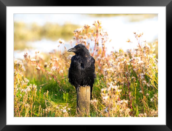 The Crow on the Estuary at Laugharne. Framed Mounted Print by Colin Allen