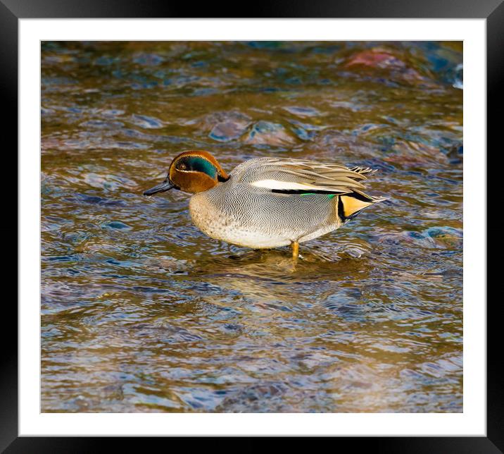 Teal on the Estuary at Laugharne, Framed Mounted Print by Colin Allen
