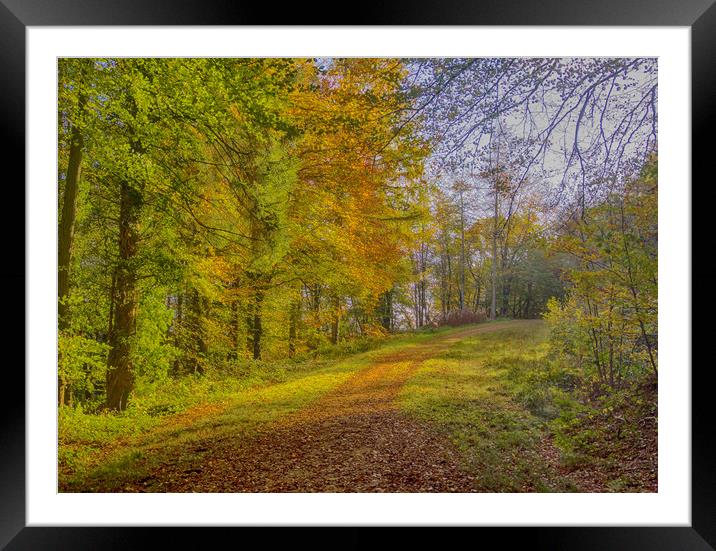 An Autumn Walk in Slebech Wood. Framed Mounted Print by Colin Allen
