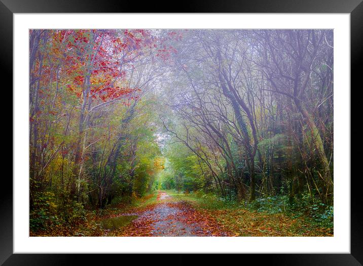 Autumn Mist in Slebech Wood in Pembrokeshire. Framed Mounted Print by Colin Allen