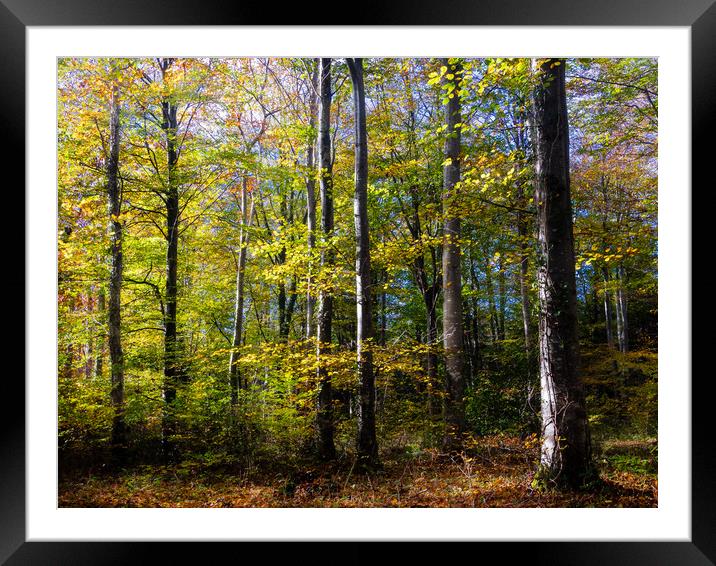 Autumn Light and Colours in Slebech Wood. Framed Mounted Print by Colin Allen