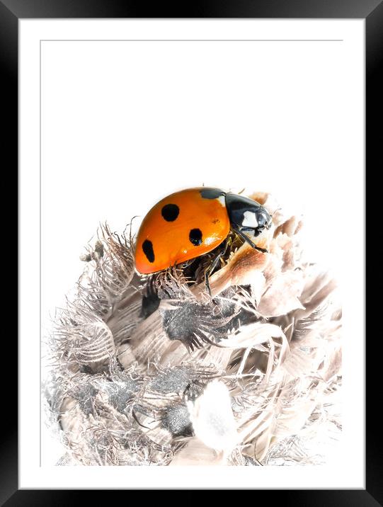 The Seven Spot Ladybird - Artistic Approach. Framed Mounted Print by Colin Allen